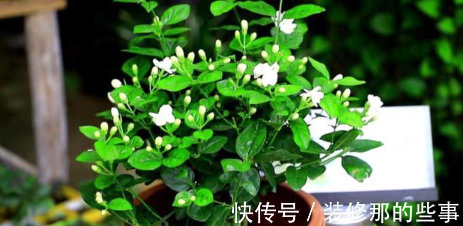 绕道|5种漂亮花，南方随便养开满枝，北方朋友请绕道，易黄叶长不好