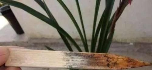 养护君子兰,2个肥料轮流用,一种长厚叶,一种开大花