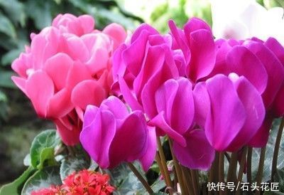 冬天养仙客来，容易遇到“3个问题”，用1分钟就能解决