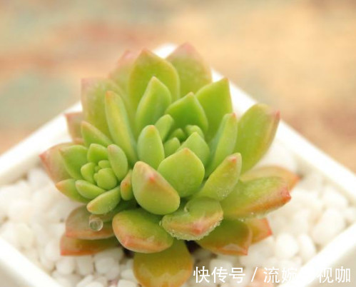 叶片|多肉马库斯怎么叶插教你3个叶插小步骤,生根迅速长势更旺盛