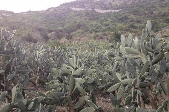 仙人掌果|农村山上经常出现的果实，城里人很多都没见过，你知道它是啥吗