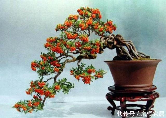 根系|火棘盆景如何采桩?怎样养护才能让它更美