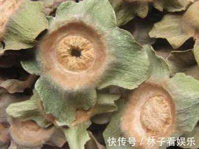 柿蒂|柿子蒂泡水太厲害，男人女人都離不開，可惜很多人不清楚