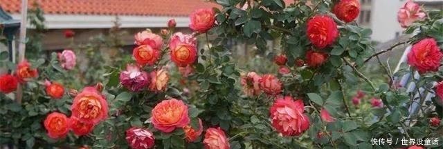 鱼头|吴大爷养“月季”,三月喂点“零食”,花朵嗖嗖冒,1年开不停!