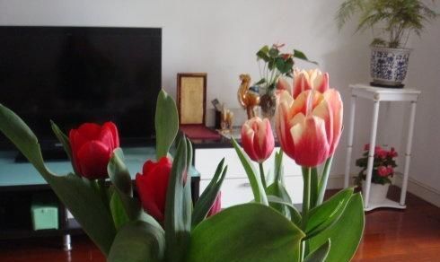 身体|卧室里万万别养这“2类花”，难怪身体会差，懂花的人都避开