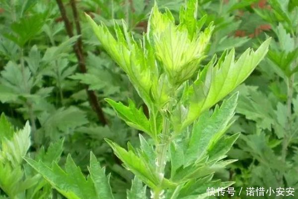 功效|家有叁年艾,疾病不再来,艾草煮水竟有这么多功效