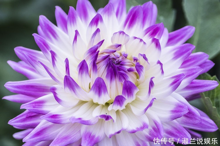 花卉|养花就养盆颜值高的花卉,四季开花,观赏价值高