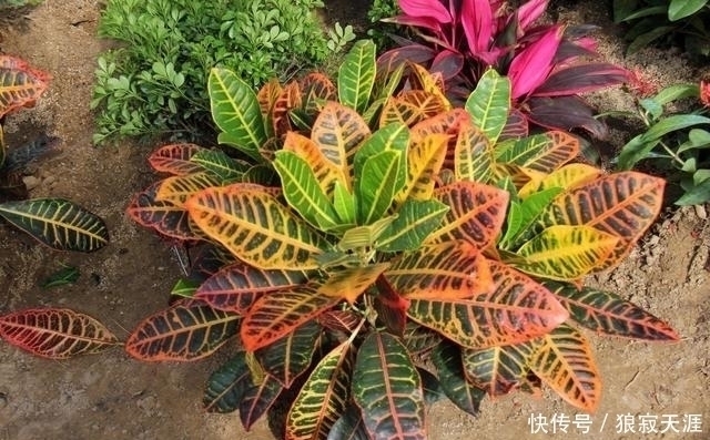 这四种花再便宜也不能养,个个有毒,开花再漂亮,也不敢在家养