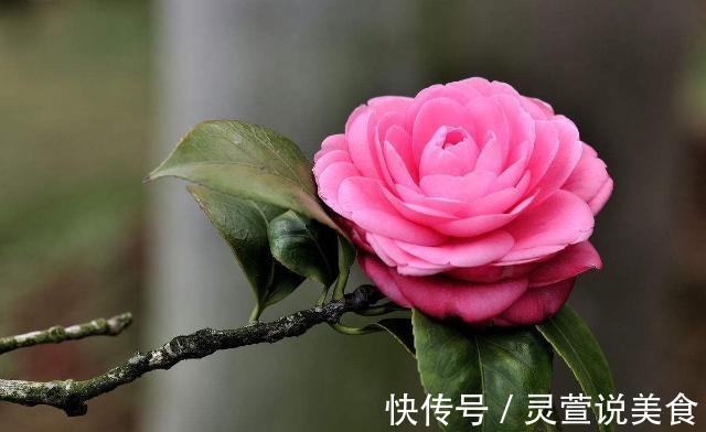 立冬将至,养花就养“此2种”,漂亮又好养而且一茬接一茬开不停