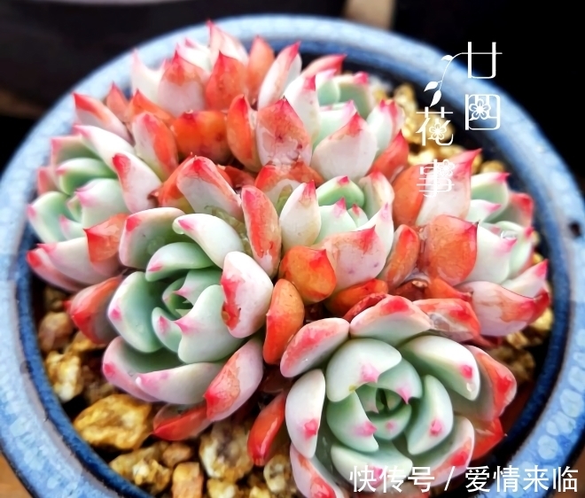 多肉|8款多肉“爆崽王”,不用砍头就能群生爆盆,养起来成就感满满!