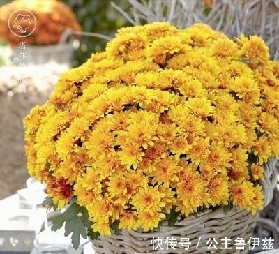 植物|球菊——秋天最值得入手的开花植物