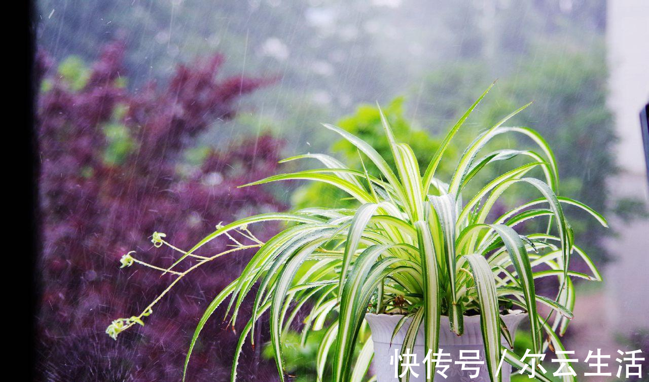 虎皮兰|封闭的楼房养花,首选这6种,都是净化小能手,养在家里利于健康