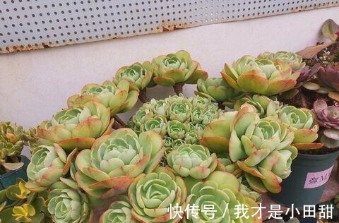 植株|家里养盆碧桃，做好这几点，养出果冻色，长成群生小老桩