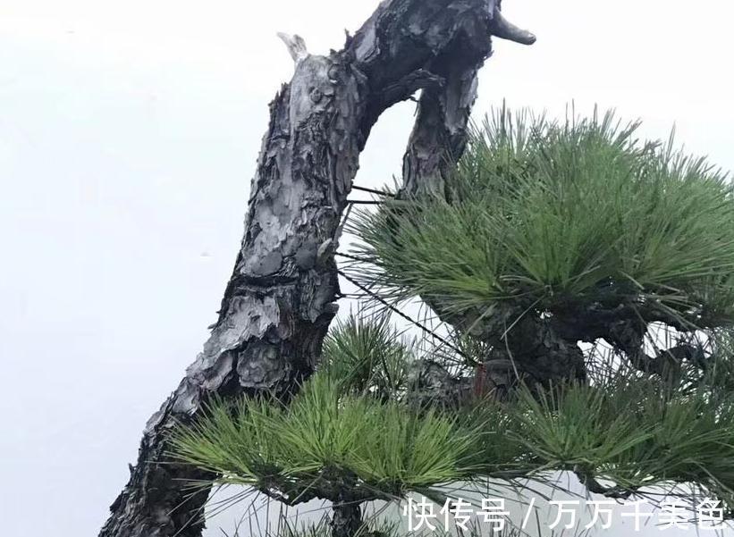 盆景|黑松盆景枝干横展,树冠如伞盖,针叶浓绿,四季常青,树姿古雅