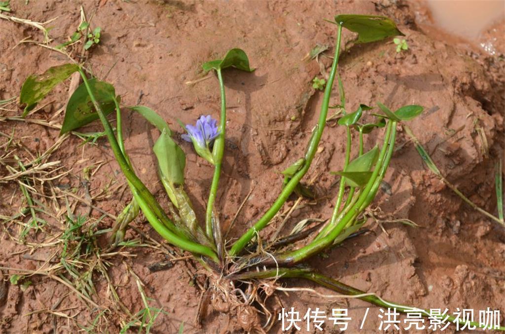 营养|水田边的一种“竹叶”,过去常用来喂猪,营养好,如今成稀罕野菜