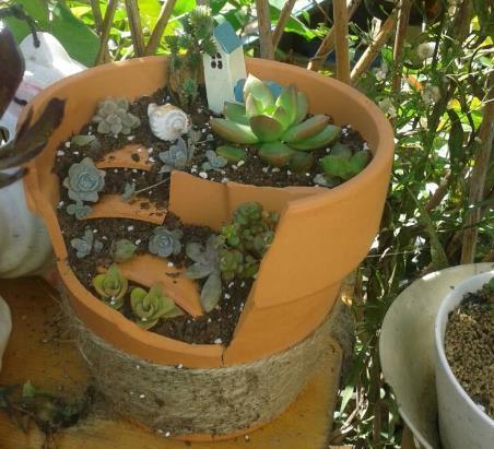 不小心打碎了花盆，捡起来，种上多肉植物，变成漂亮的盆景！