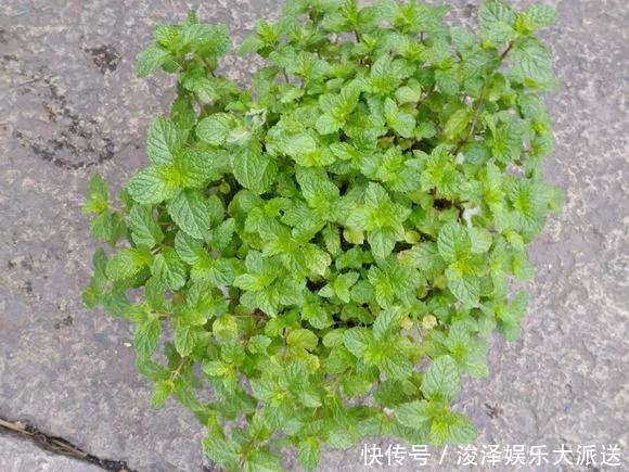 太阳花|咋“折腾”都不死的4种花,越修剪越旺,很难养死