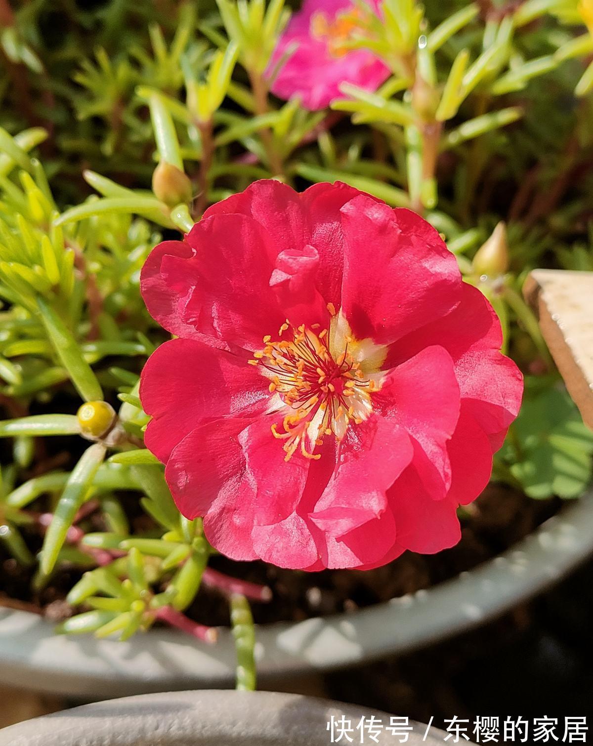 太阳|夏天养护5种花,大太阳下也别躲,越晒越爆盆