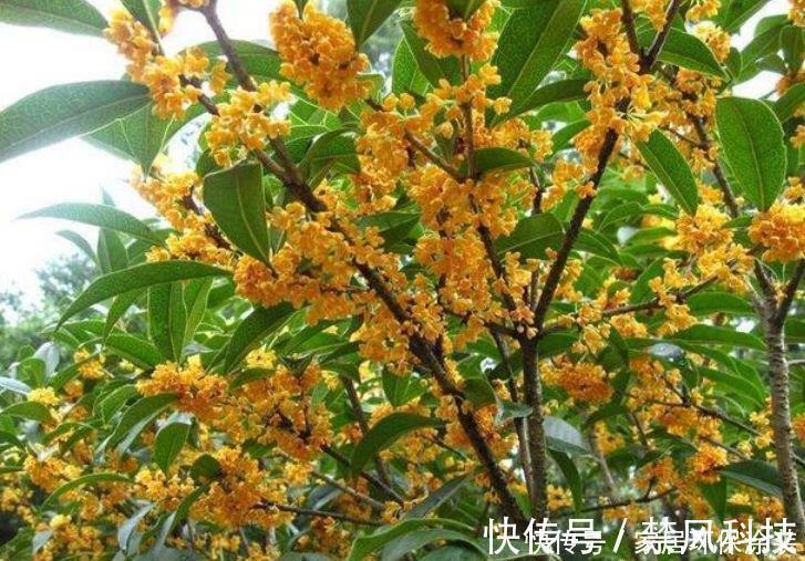 花苞|花友最喜欢的4种花，浇水就疯长，开花就爆盆，养在家里太美了！