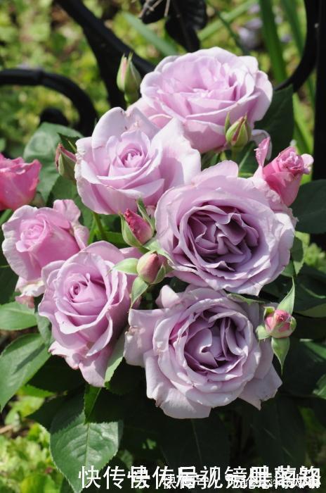 月季|20款紫色月季品种。浓香、抗病非常好养,天然紫色唯美盛开