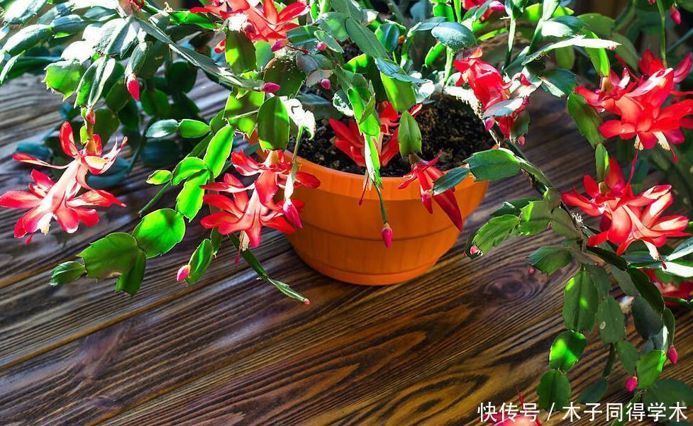 进入春天,就别让蟹爪兰开花了!这样养护叶片肥厚容易度夏