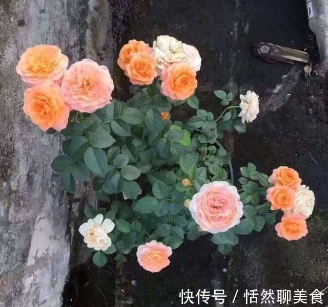 几种很耐热耐晒的开花植物 寒冷地区可露地栽种 花量多 花期长 粉紫色