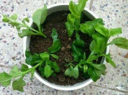 3种花不用买，花店门口“捡个枝”，一插就能活，简单还省钱！