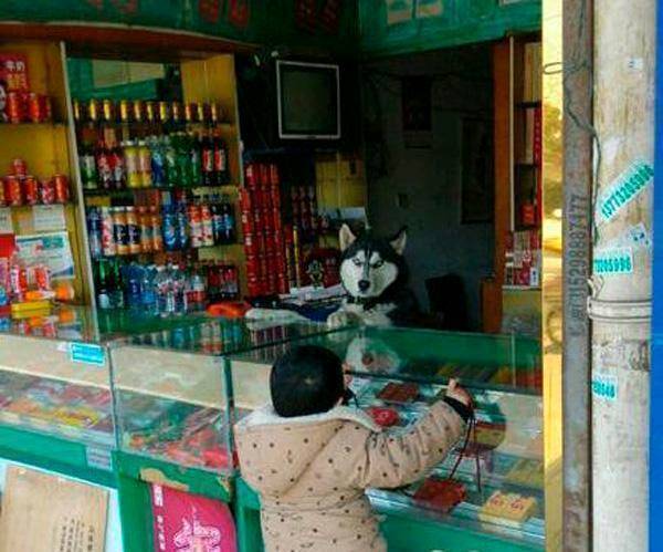 |搞笑图片幽默段子笑话哈哈,是狗狗在看店吗,孩子来买东西了呢