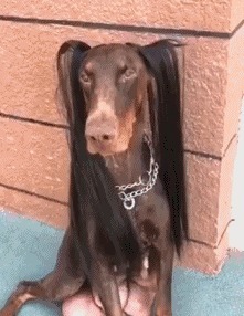 |搞笑GIF趣图朋友请吃饭，叫我一定要带一个灭火器！