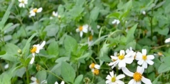 山野常见的“鬼针草”,最爱粘衣服,烦人的很,却是“治病良药”