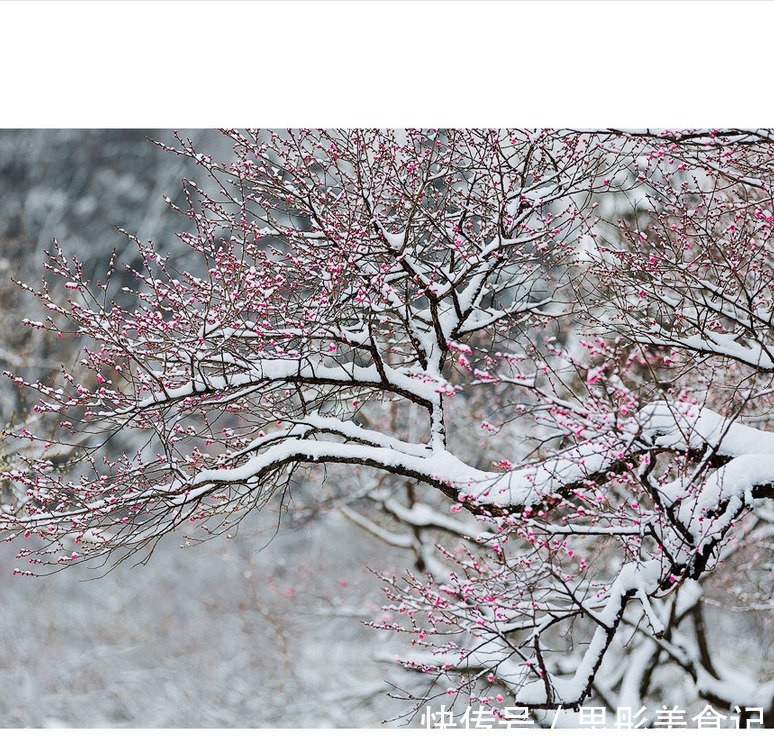 8种“富贵花”自带好运,花大优美,能养几十年,能值很多钱