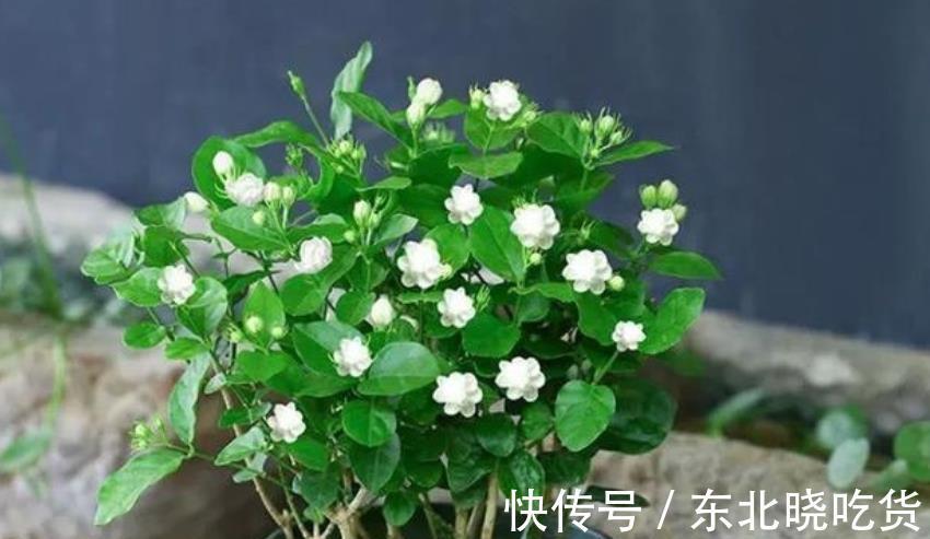 立冬前养茉莉花,3件事不能偷懒,做好了安全过冬,来年花开满枝