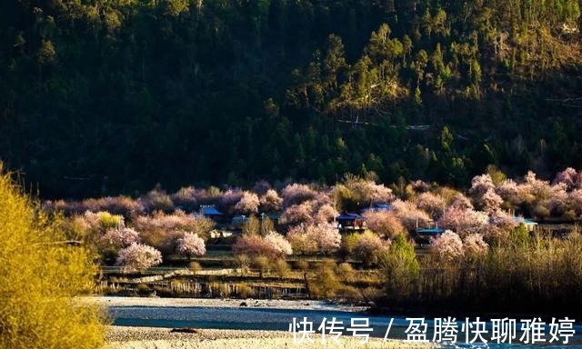 林芝|沿着318，去波密，寻找云端上的桃花源，看全世界最美的桃花