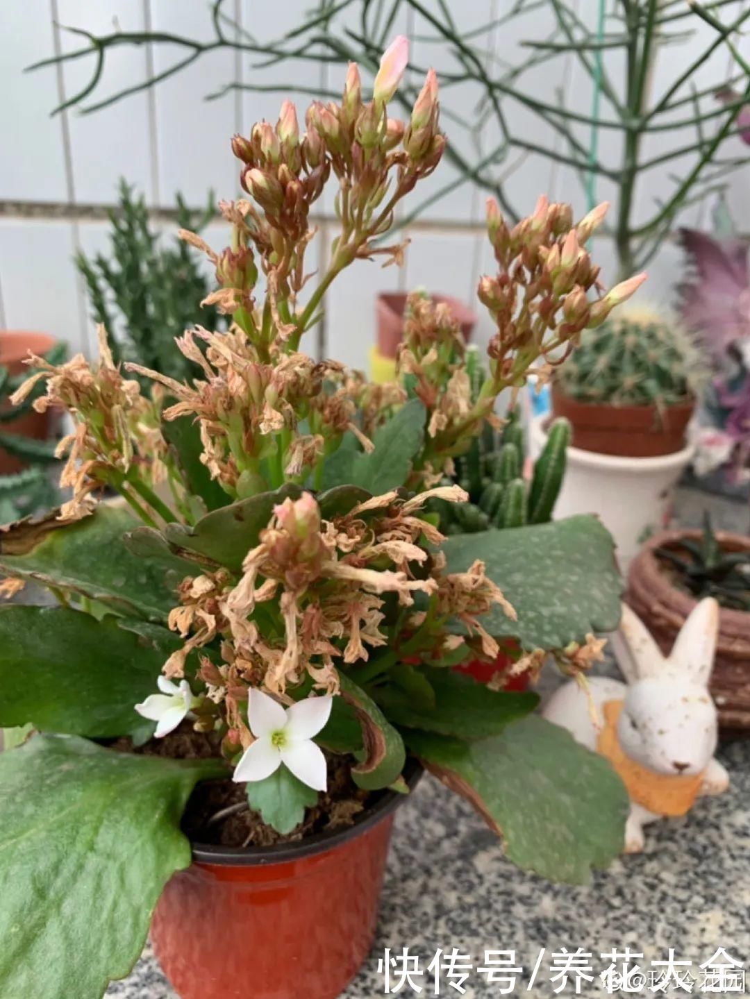 休眠|7种情况不能施肥,像毒药一样,浇完花就烧死