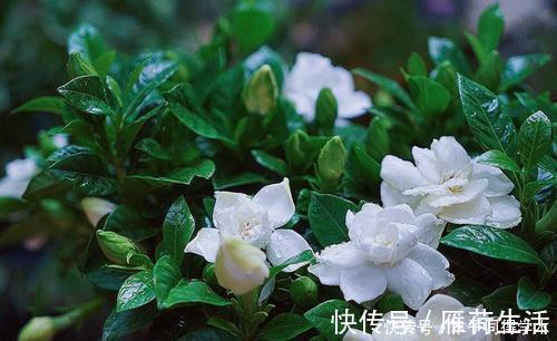 种花|夏天种下4种花，漂亮好养不怕晒，越晒太阳花越多，绽放层叠群花