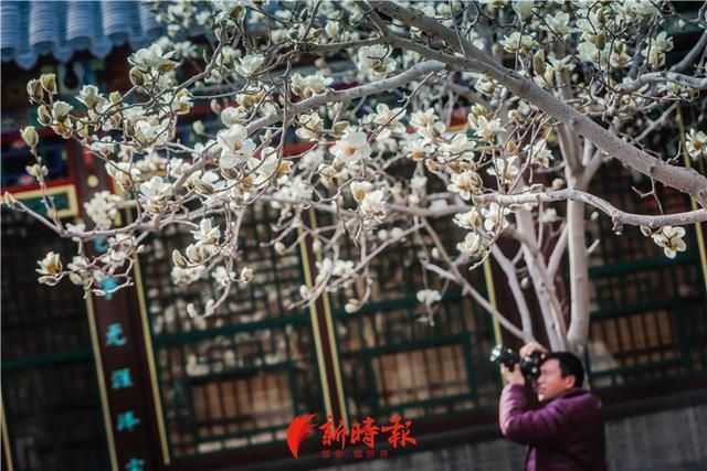 中薪|趵突泉白玉兰绽放 奏响春天序曲