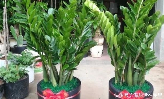 金钱树|春节什么花值得买,6种寓意吉祥、财运亨通的花卉,新年养上一盆