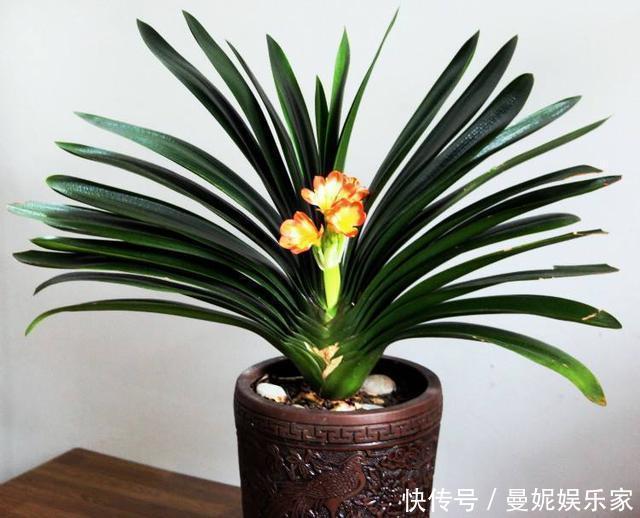 养花|家里君子兰不开花，学会这几种，花苞蹭蹭长