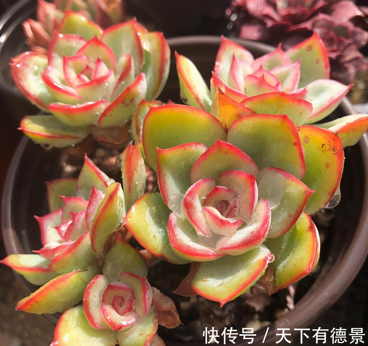 阳台党|阳台养多肉不能错过5款莲座型的品种，与价钱无关，就是很适合