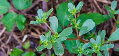 甲状腺结节的“源头”找到了，记住“2吃2不吃”，结节慢慢好转