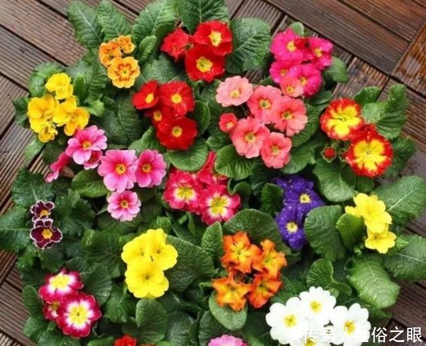“4种花”好养又漂亮,开花一茬又一茬,花朵烂漫迷人,家中必备