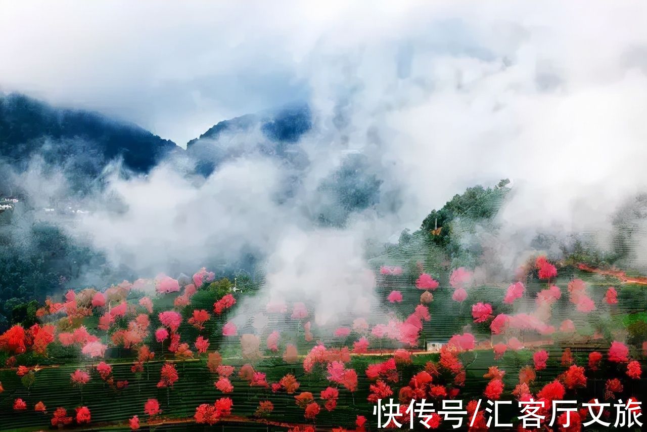 白族|山下早樱盛开，山顶白雪皑皑，“冬季春花”就是大理冬天的模样