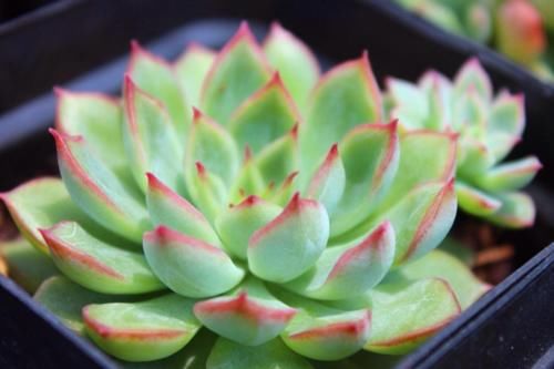 三月份养女雏，做好“1翻2扦3养”，一盆变多盆，盆盆都漂亮