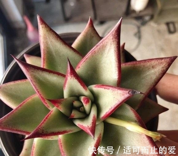 乌木|乌木养出状态,做到2点,露养,暴晒,晒上30天绿叶变黑叶