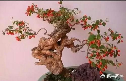 带刺枸杞可以做盆景吗?