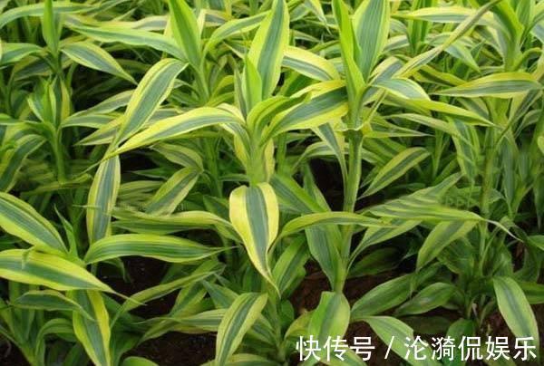 技巧|富贵竹长成“小树林”,水培“技巧”要牢记,水温都有学问