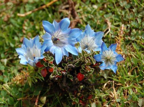 此花山谷代表了忧伤的花,跟的味道很苦,所以才叫这个名字