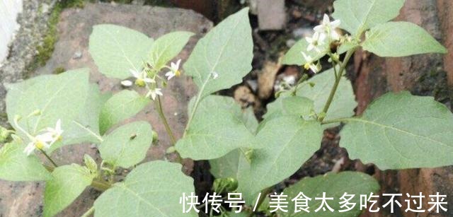 田野里除不完的“野草”，张大妈却挖来“当盆栽”，繁殖一阳台！