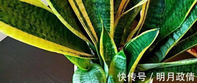 把虎皮兰的叶子这样剪一下，一盆能变好几盆