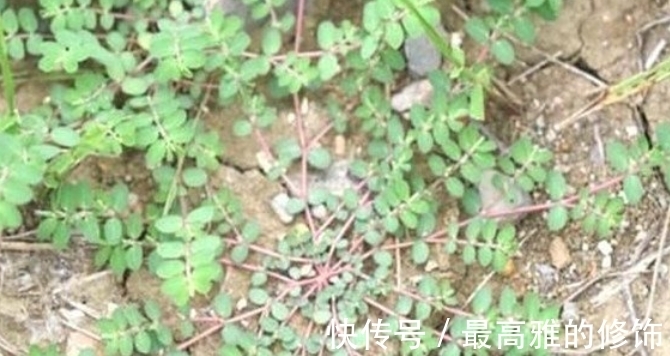 千根草|这种野草从前遍地见，农民叫它“牛奶草”，但少人知其宝贵价值高